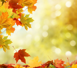 Wall Mural - autumn background