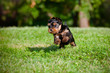 yorkshire terrier puppy outdoors