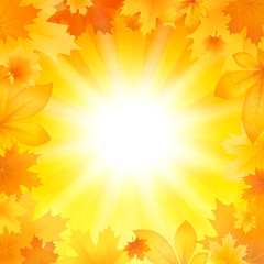 Wall Mural - background with autumn leaves