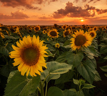 Sunflower Field At Sunset Close Up