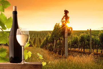 Evening view of the vineyards