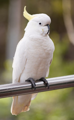 Sulphur Crested Cockatoo