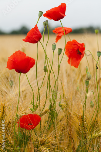 Fototapeta do kuchni red poppies on the corn-field