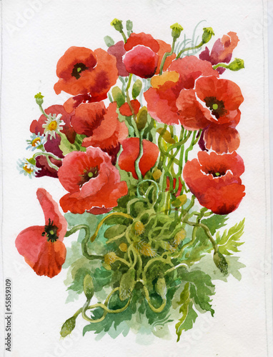 Naklejka na kafelki Poppy flowers, watercolor illustration