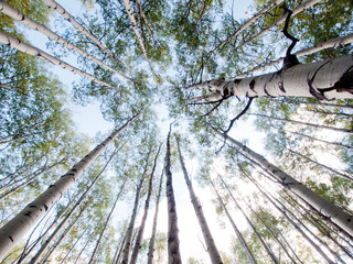 Aufkleber - Aspen Trunks in Fall