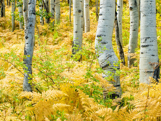 Aufkleber - Aspen Trunks in Fall