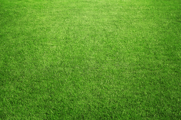 Wall Mural - perfect green grass at the sport field or back yard