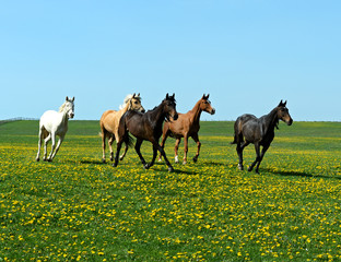 Wall Mural - Horse