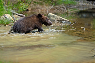 Wall Mural - Brown bear