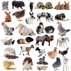 farm animals