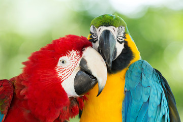 Wall Mural - parrots