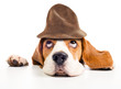 beagle in hat