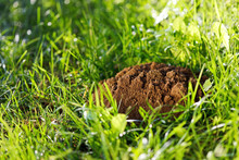 Molehill On The Grass