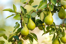 Pears On Tree Branch