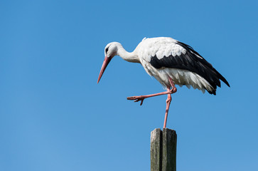 stork standing on wooden pole