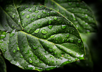 Wall Mural - Leaves with Water Drops