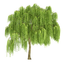 Weeping Willow Tree Isolated