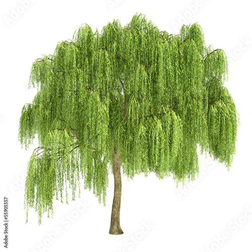 Fotomural Weeping Willow Tree Isolated