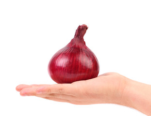 Wall Mural - Hand holds red onion.