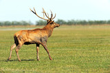 Fototapeta Sawanna - Deer in the southern steppes
