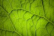 Nature macro photo background with green leaf