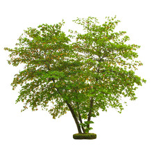 Tree Isolated On White Background With Clipping Path