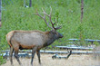 Bull Elk, Rocky Mountains, USA