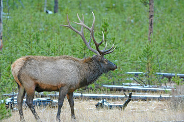 Bull Elk, Rocky Mountains, USA