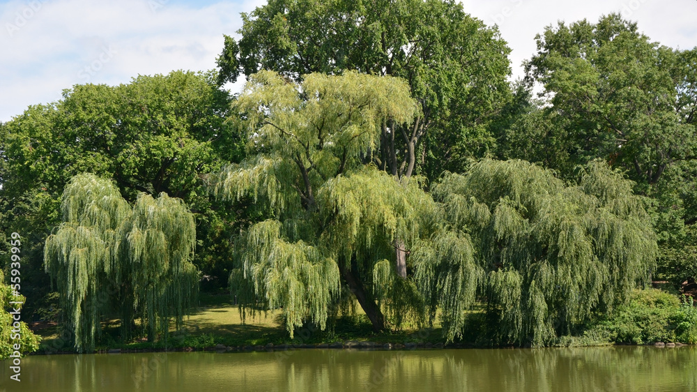 Weeping willow tree in Central park Stock Photo | Adobe Stock
