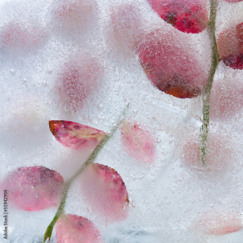 Fototapeta na wymiar icy plants