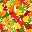 Seamless pattern with colorful autumn leaves. Vector.
