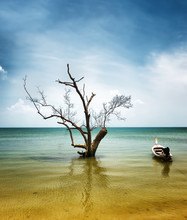 Dry Tree And Boat In Water