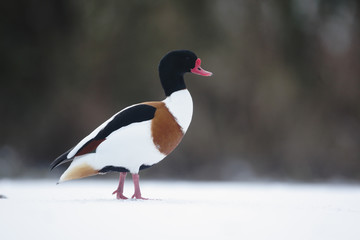 Poster - Shelduck, Tadorna tadorna