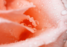 Pink Rose Closeup With Water Drops