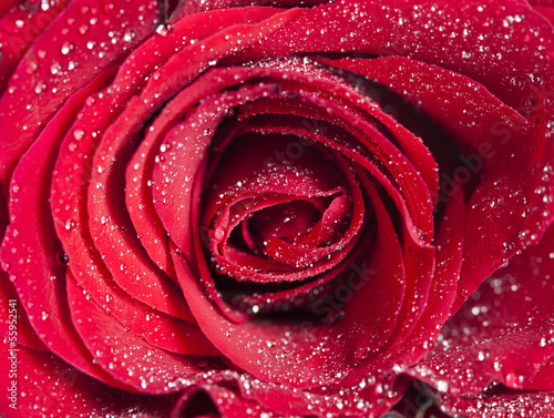 Obraz w ramie Close up on red rose with water drops