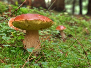 Fototapete - Steinpilze
