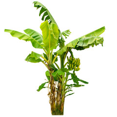 banana tree isolated on white background