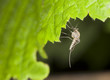 Aedes mosquito on leaf, extreme macro photo