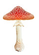 Red poison mushroom amanita, fly agaric isolated on white