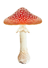 Red Poison Mushroom Amanita, Fly Agaric Isolated On White