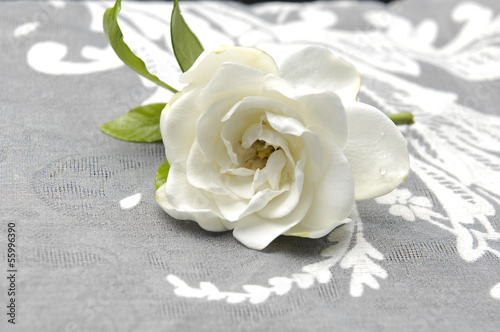 Fototapeta do kuchni Gardenia Blossom on lace texture