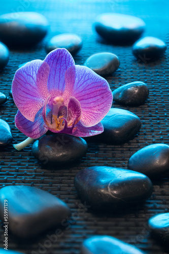 Fototapeta na wymiar pink orchid and black stones on black mate - blue light