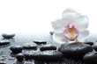 white orchid and wet black stones