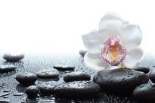 White Orchid And Wet Black Stones