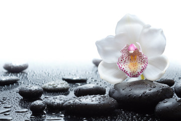 white orchid and wet black stones