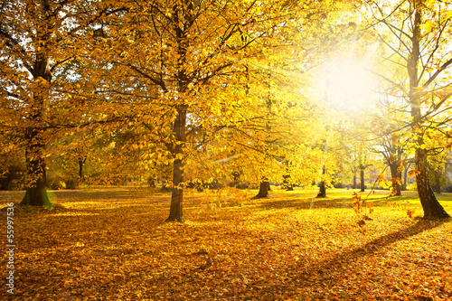 Nowoczesny obraz na płótnie sunny autumn