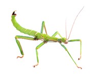 Green Stick Insect Diapherodes Gigantea Isolated