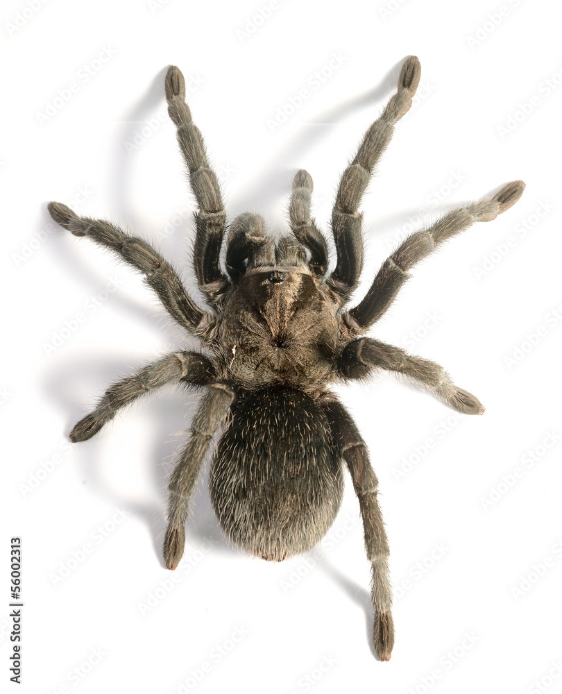 black tarantula Grammostola pulchra isolated - obrazy, fototapety, plakaty 