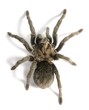 black tarantula Grammostola pulchra isolated