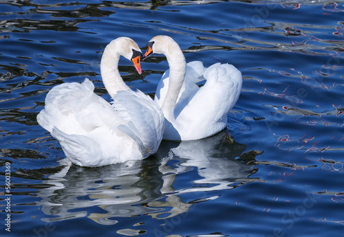 Fotografie, Obraz Lovely white swan couple mating in spring.